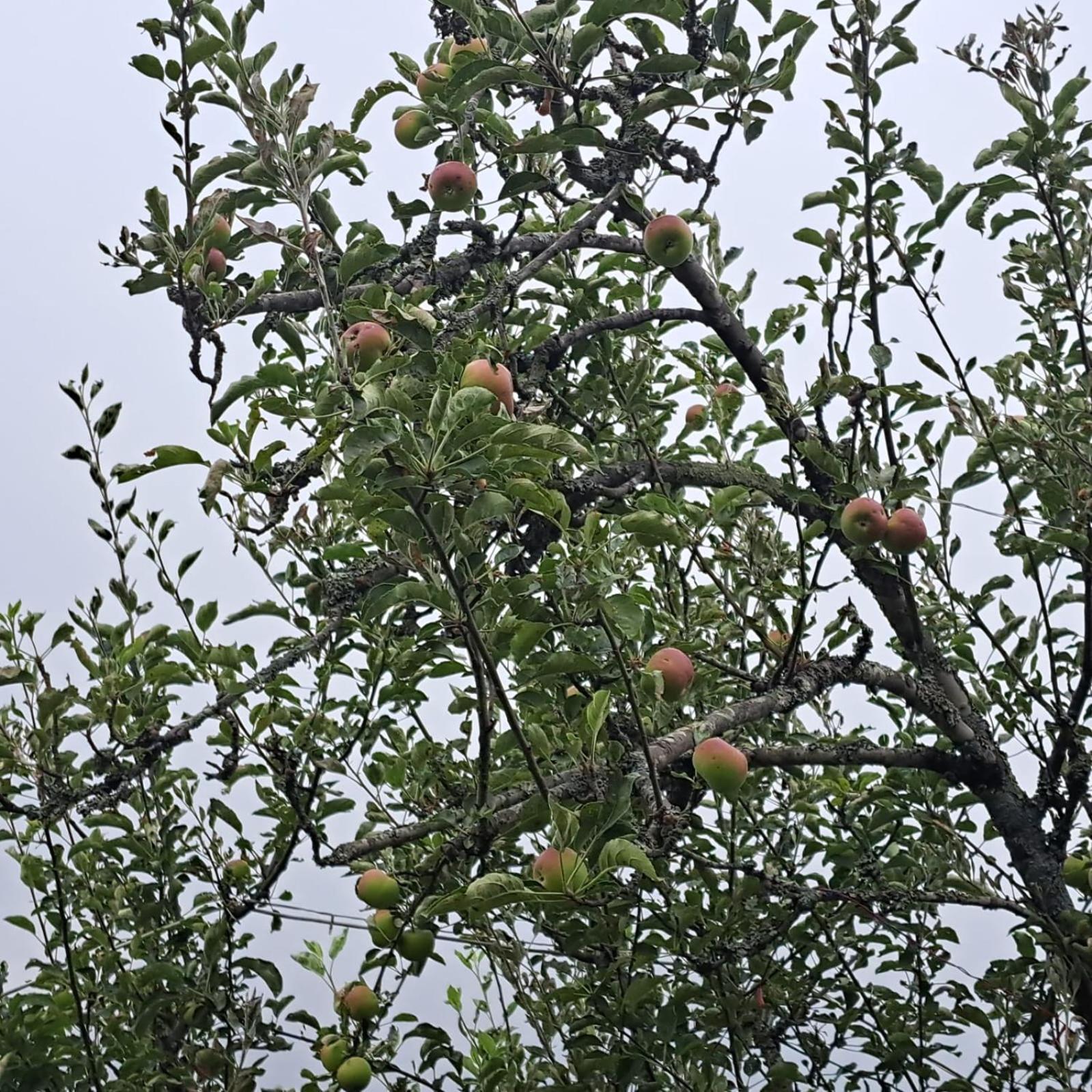 מלון The Pahadi Nest מוקטשוואר מראה חיצוני תמונה